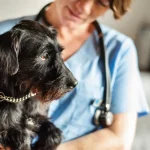 Fig 0.5. A Miniature Schnauzer being held by a doctor in a clinic.