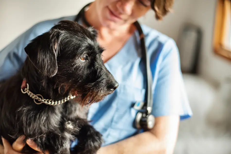 Fig 0.5. A Miniature Schnauzer being held by a doctor in a clinic.