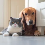 Fig 0.5. Golden Retriever and grey and white British Shorthair cat lying on the floor near the leg of a white dresser.