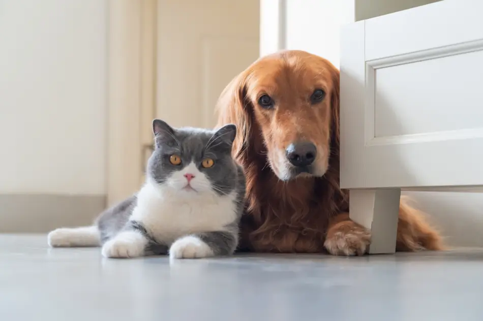 Diabetes Mellitus in Veterinary Medicine
