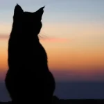 Fig 0.5. A closeup of a cat on a beach during the sunset.