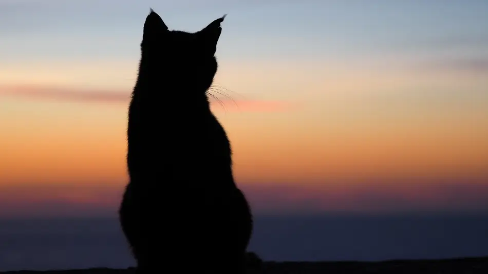 Fig 0.5. A closeup of a cat on a beach during the sunset.