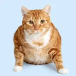 Fig 0.5. A large orange tabby cat crouched down and looking directly into the camera against a white background.