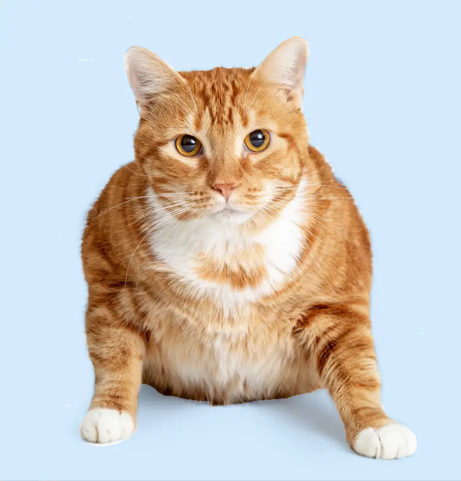 Fig 0.5. A large orange tabby cat crouched down and looking directly into the camera against a white background.