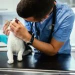 Fig 0.5. Veterinarian inspecting the mouth of a domestic cat.