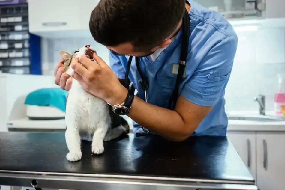 Fig 0.5. Veterinarian inspecting the mouth of a domestic cat.