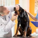 Fig 0.5. A veterinarian looking into a large breed dog's mouth while a technician is nearby.