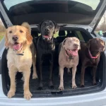 Fig 0.5. Four dogs standing in the back of a car. Photo credit Ashley Marolf.