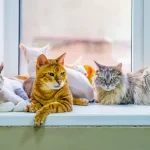 Fig 0.5. Four cats sitting in a window sill.