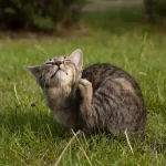 Fig 0.5. Cute gray tabby cat in the grass scratching it's ear.