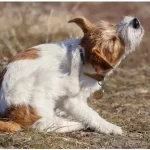 Fig 0.5. Brown and white dog scratching behind their ear.