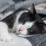 Fig 0.5. Black and white cat in a blanket.