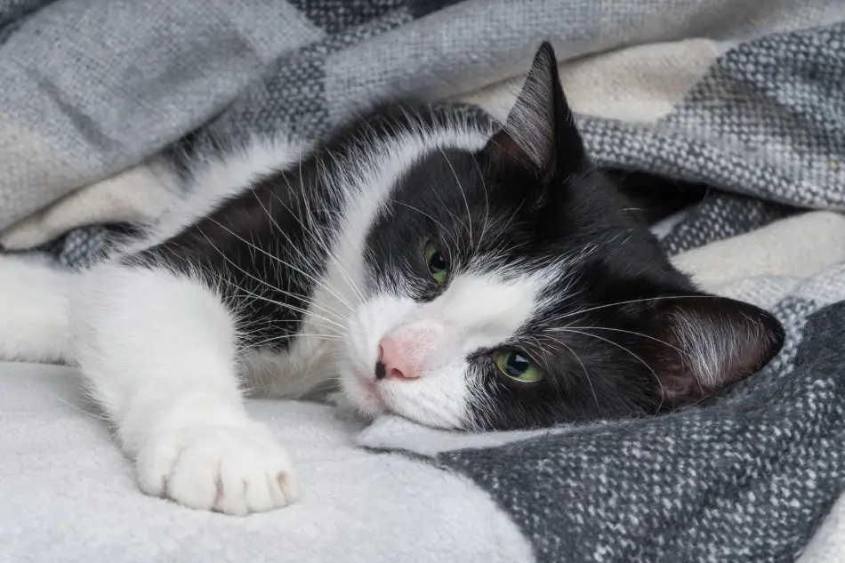Fig 0.5. Black and white cat in a blanket.