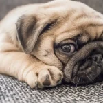 Fig 0.5. Cute pug puppy lying on their stomach and looking at the camera.