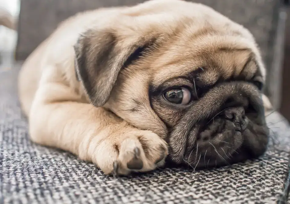Fig 0.5. Cute pug puppy lying on their stomach and looking at the camera.