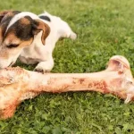 Fig 0.5. Jack Russell Terrier gnawing on a large bone.