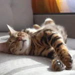 Fig 0.5. Happy cat laying on its side.