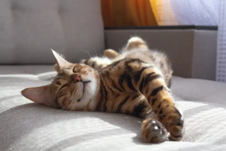 Fig 0.5. Happy cat laying on its side.
