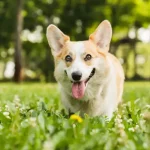 Fig 0.5. Happy Corgi walking toward the camera in the grass.