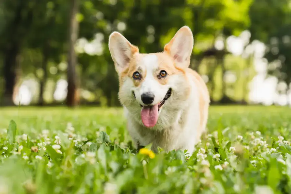 Fig 0.5. Happy Corgi walking toward the camera in the grass.