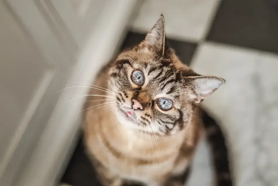 Fig 0.5. Sweet tabby cat with a curious, happy expression looking up.