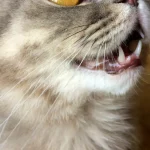 Fig 0.5. Close up of a cute gray and white tabby cat with orange eyes looking up with mouth slightly open and teeth visible.