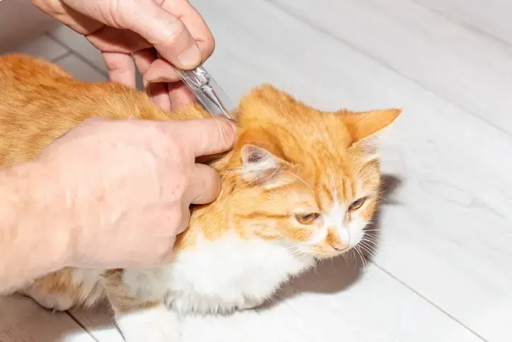View of 8 Best Flea and Tick Medications for Cats in 2026, Recommended ... - PetMD