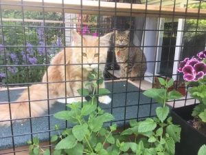 Pre-Designed Cat Patio Enclosure Kits