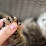 Fig 0.5. Cat having her nails inspected.