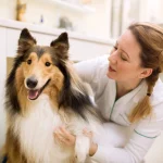 Fig 0.5. A Collie being examined by a veterinarian.