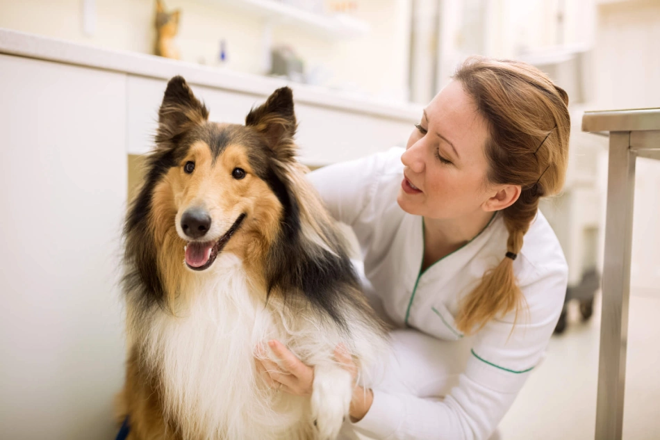 Fig 0.5. A Collie being examined by a veterinarian.