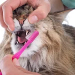 Fig 0.5. Cat having her teeth brushed.