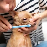 Fig 0.5. A woman brushing her Chihuahua's teeth.