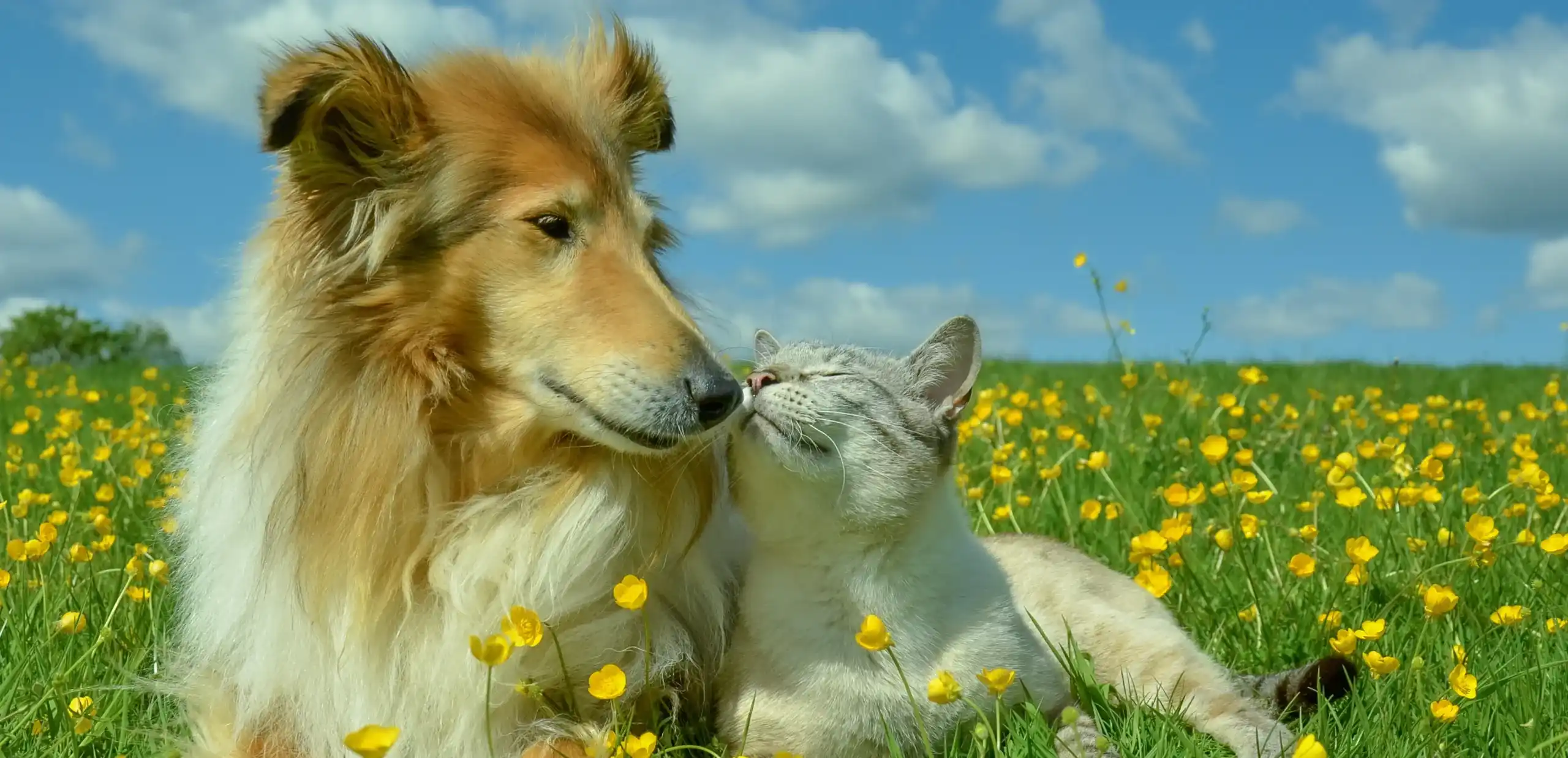 pet health harbour banner image of cat and dog