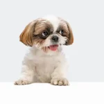 Fig 0.5. Shih Tzu in front of a white background.
