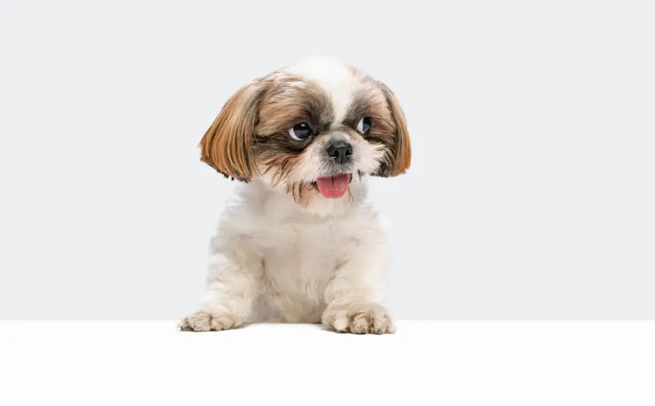 Fig 0.5. Shih Tzu in front of a white background.