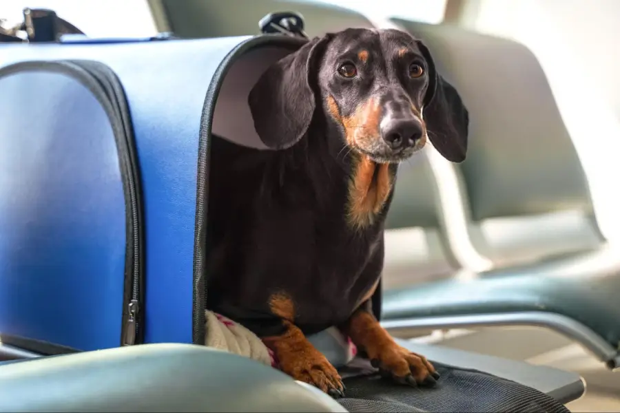 Navigating Domestic Air Travel For Your Pet (Cargo vs Cabin)