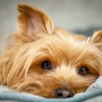 Fig 0.5 Close-up of face of Yorkshire Terrier looking at the camera.