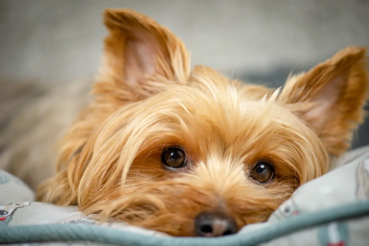Fig 0.5 Close-up of face of Yorkshire Terrier looking at the camera.