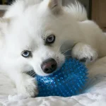 Fig 0.5. Small white dog with blue eyes, playing with bright blue ball.