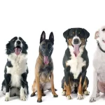 Fig 0.5. An assortment of 13 dogs sitting lined up in a row from a small Chihuahua to a large St. Bernard.