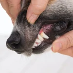 Fig 0.5. A dog’s upper lip being pulled up to show its teeth.