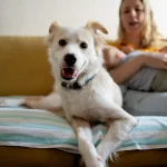 Fig 1. White dog on the foot of the bed with mother and child sitting at the head of the bed.