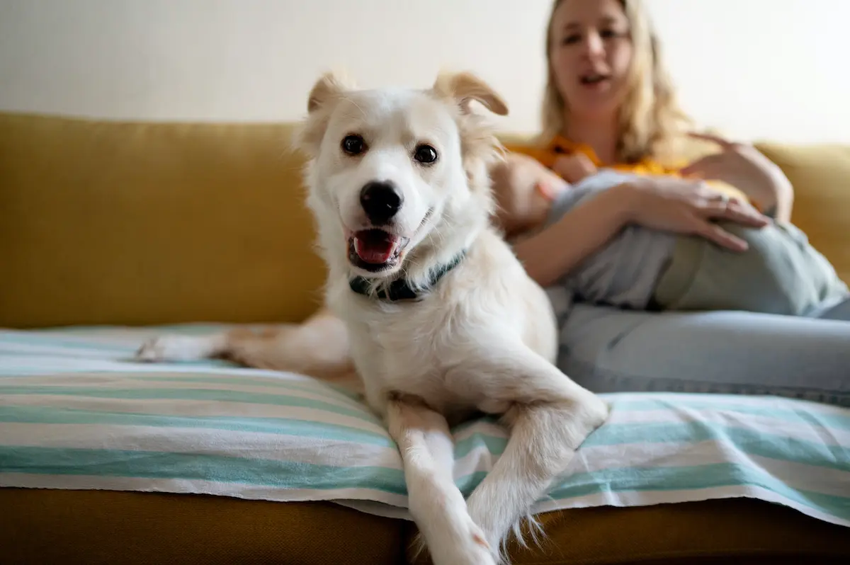 Fig 1. White dog on the foot of the bed with mother and child sitting at the head of the bed.