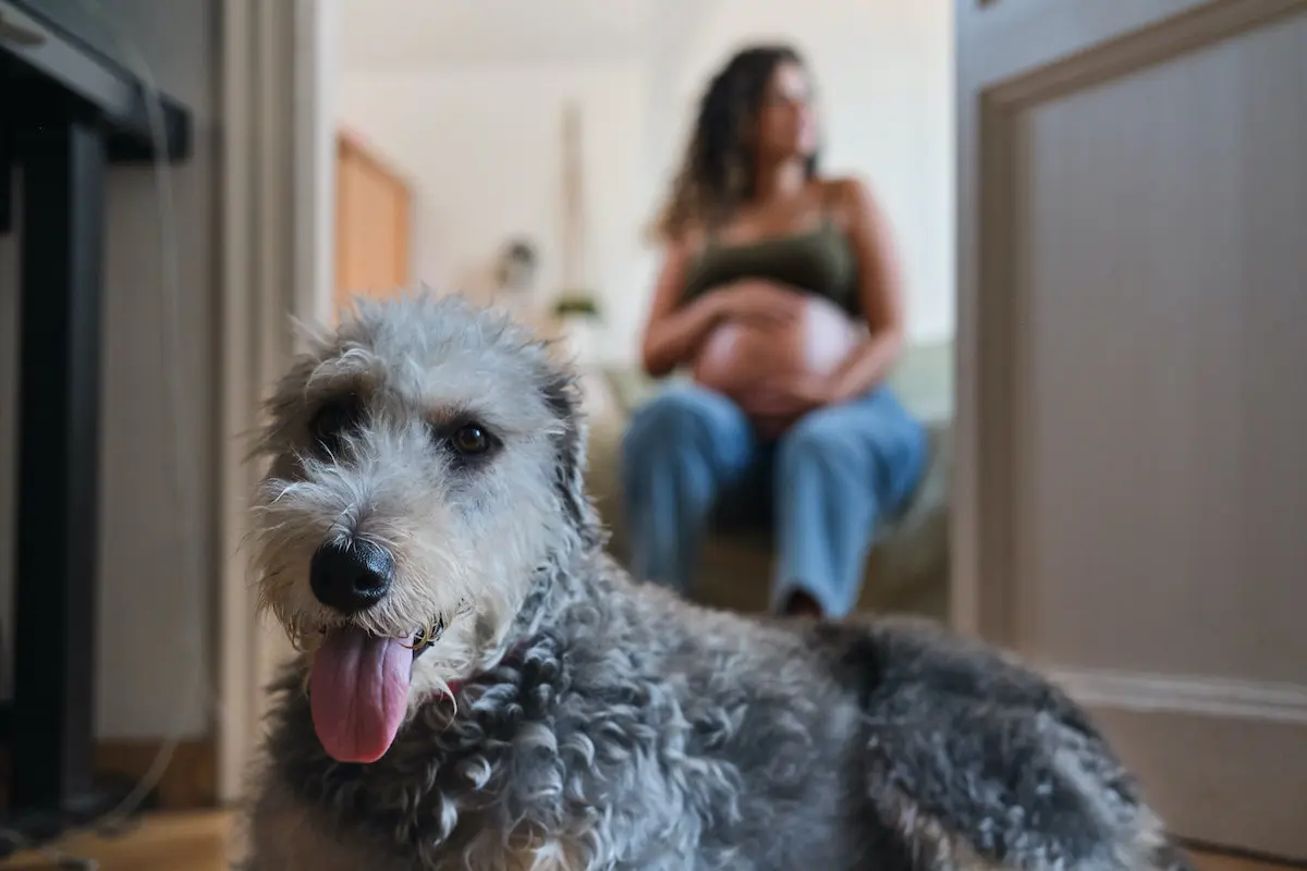 Fig 1. Close up of dog with seated pregnant woman in the back ground.