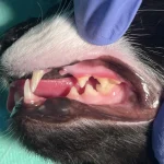 Fig 4. Close up of mouth of black and white cat with gingivitis, held open with gloved fingers.