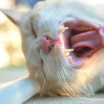 Fig 0.5: Cat lying on the ground and yawning.