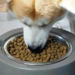 Don’t Share These Snacks with Pets