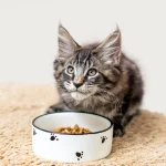 Fig 0.5. An adorable Maine Coon getting ready to eat dry kibble from a white ceramic food bowl.