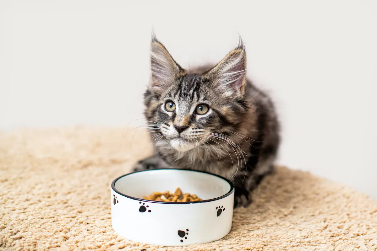 Fig 0.5. An adorable Maine Coon getting ready to eat dry kibble from a white ceramic food bowl.